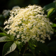 Holunderblüte