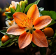 Orangenblüten